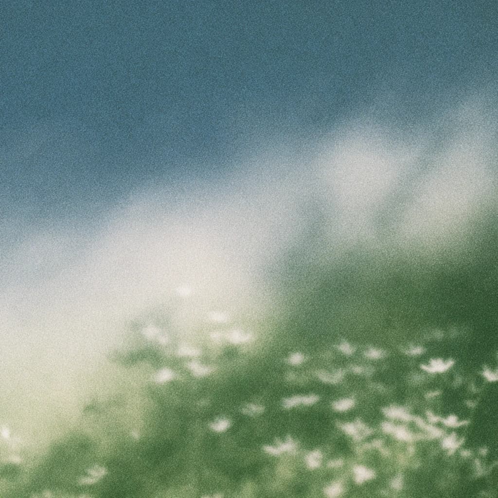 a meadow of small white flowers